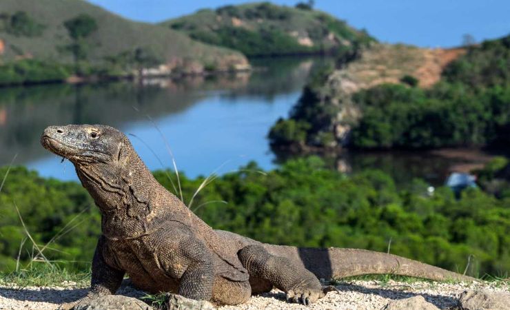 Drago di Komodo nel parco nazionale