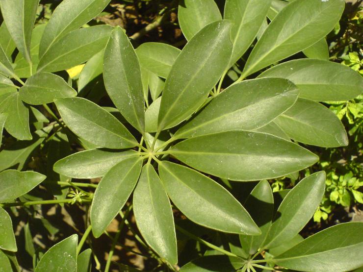 La Schefflera arboricola, su cui sono stati effettuati gli esperimenti circa questa luce che tutti gli esseri viventi emettono