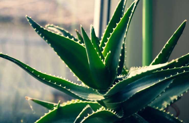 aloe vera