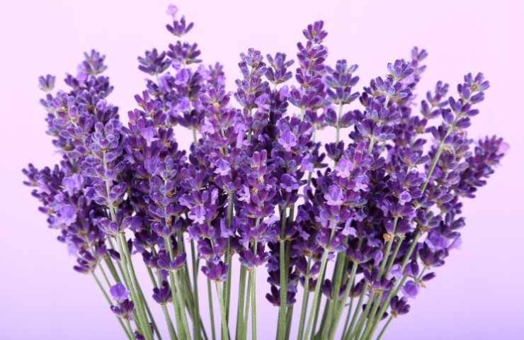 lavanda