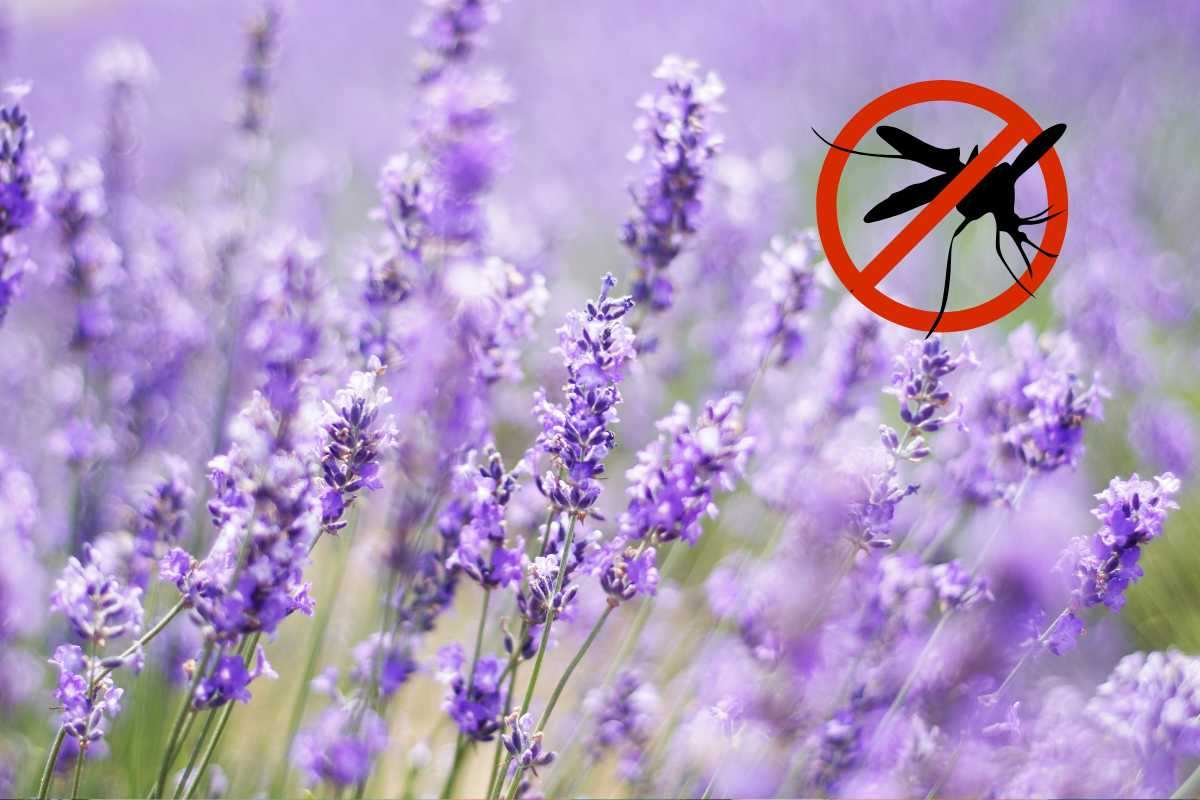 lavanda, segnale stop insetti