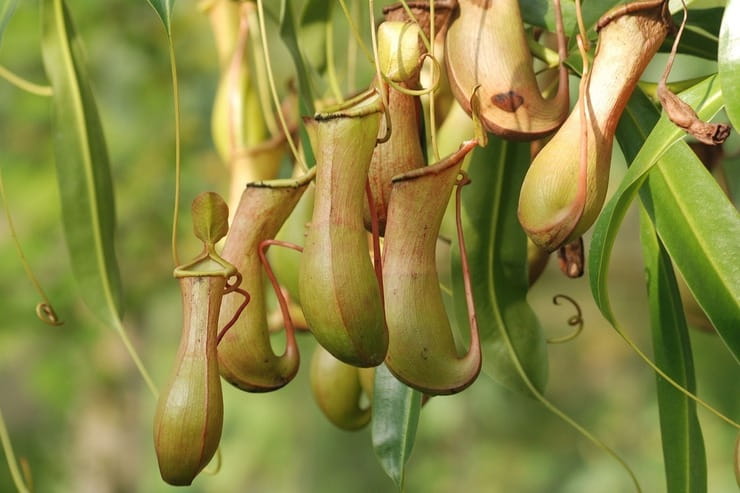Viticci della anta carnivora nephentes