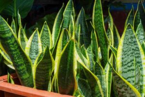 Sansevieria