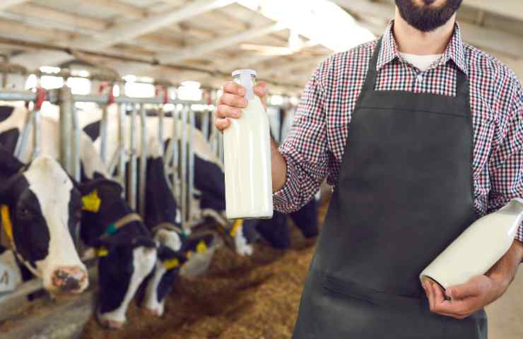 allevamento ucche, uomo con bottiglie di latte