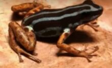rana colorata