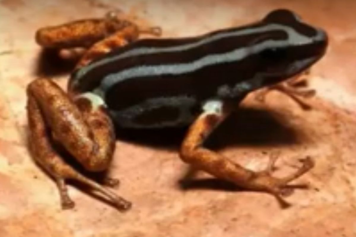 rana colorata
