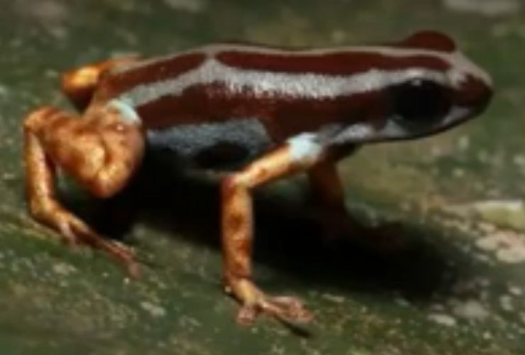 rana colorata